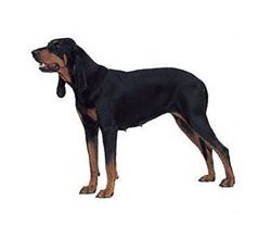 Black and Tan Coonhound photo
